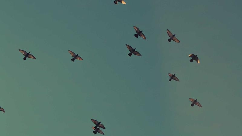 Featured image for Agntup Com article