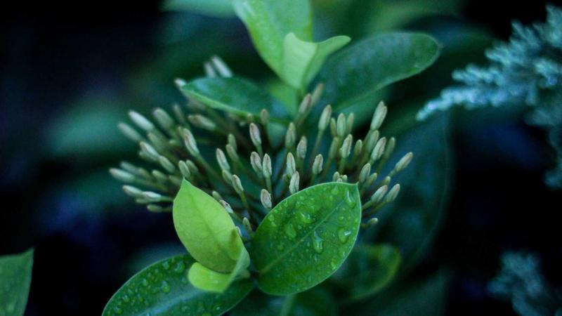 Featured image for Agntup Com article