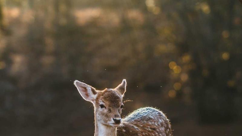 Featured image for Agntup Com article