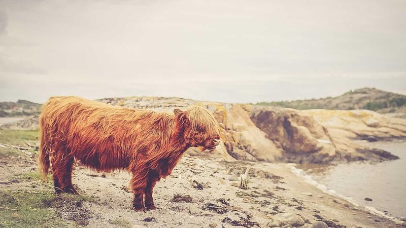 Featured image for Containerizing Agents with Docker Compose