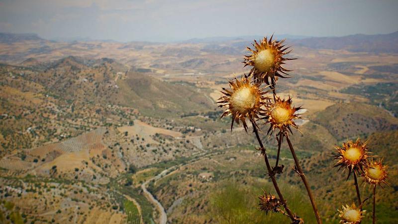 Featured image for Agntup Com article